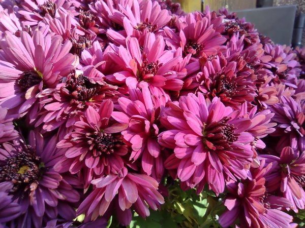 Motorola Moto G 5G Plus primjeri fotografija