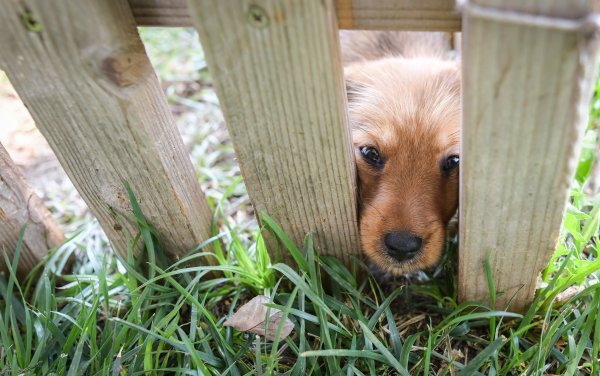 Napušteni psi u Dumovcu