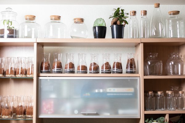 Ana Hrgovčić, biljke.plants