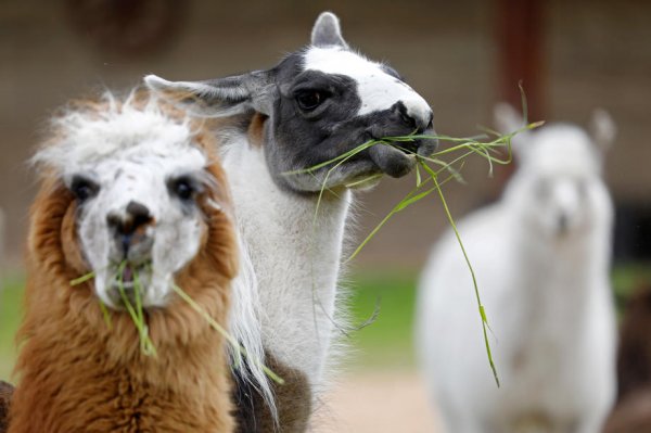Alpaka (lijevp) i ljama, životinje iz porodice Camelidae