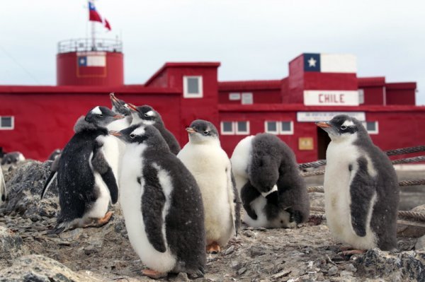 Pingvini ispred čilreanske istraživačke baze Bernardo O'Higgins