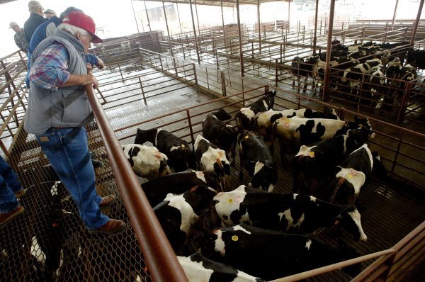 Epidemija je stavljena pod kontrolu masovnim uništavanjem stoke