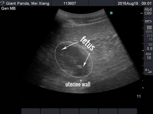 Ultrazvuk pande Mei Xiang, Reuters