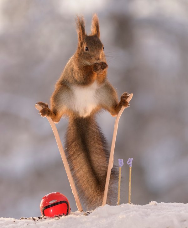 Vjeverice na skijama