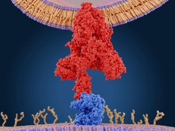 'Spike' protein i receptor