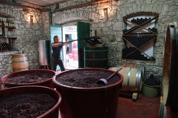 Berba grožđa s predjela Dingač