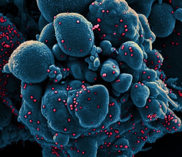 Koronavirus