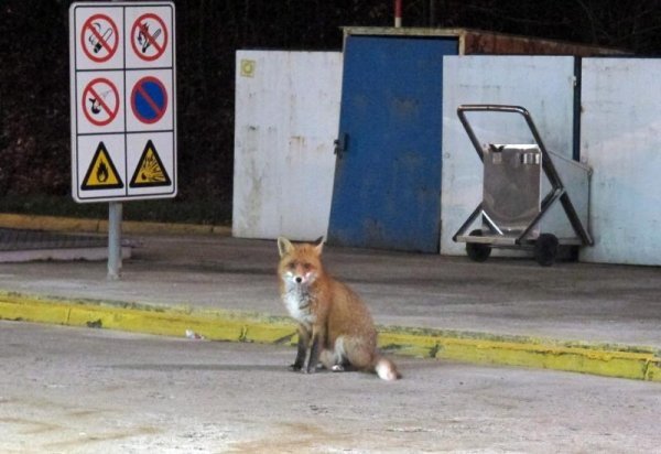 Lisica na pumpi kod Tuhobića