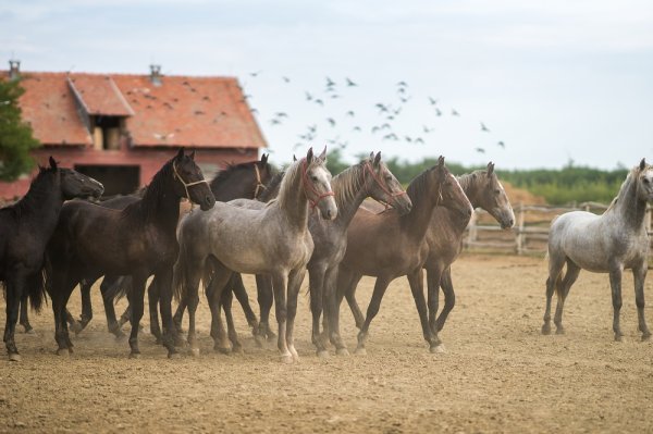Državna ergela Đakovo, Denis Despot