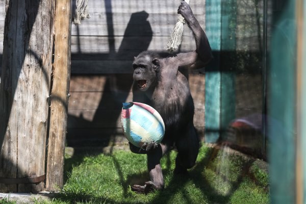 Životinje u ZOO vrtu Zagreb razveselile su se pisanicama