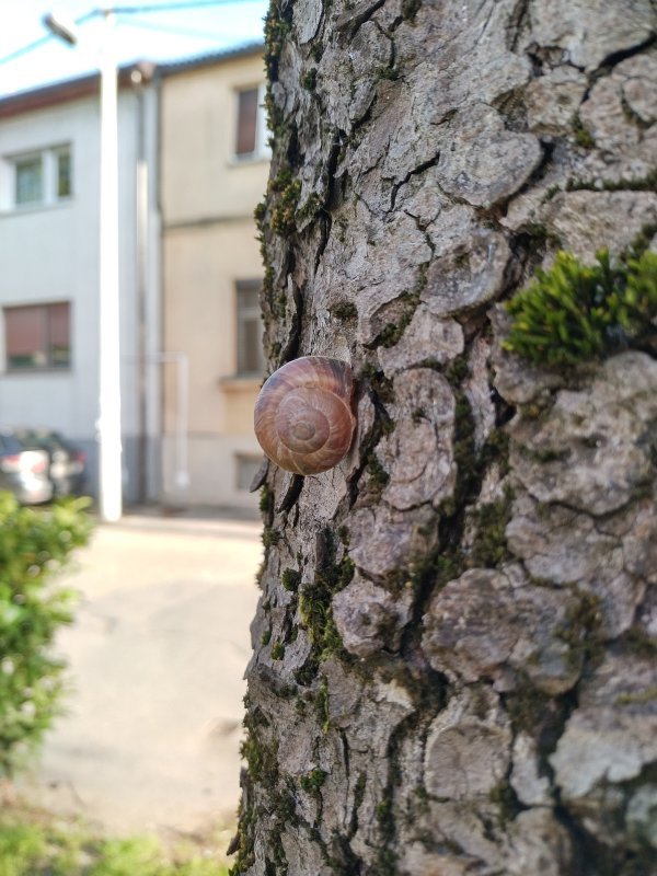 Nokia 5.4 fotografije