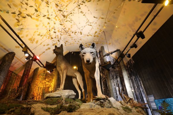 Centar za velike zvijeri u Staroj Sušici posvećen vuku, medvjedu i risu