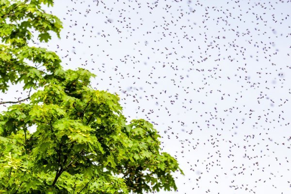 Najezda pčela u Zagrebu