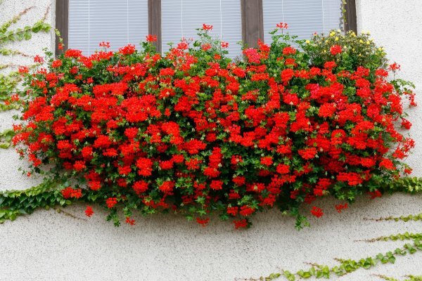 Pelargonije ih preživljavaju pohranjujući puno tekućine u svojim mesnatim listovima, pa povremeno ne zalijevanje neće biti štetno