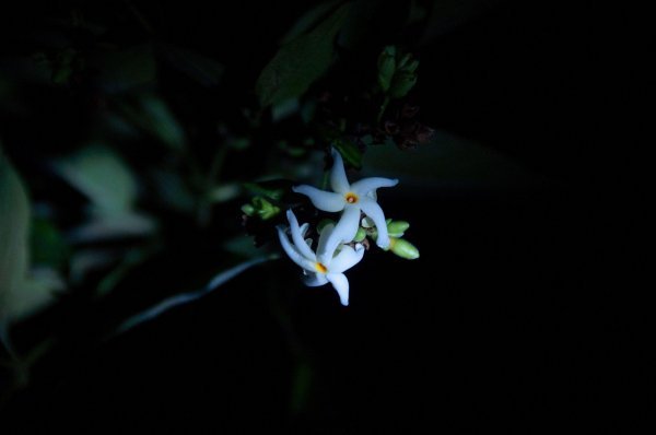Neodoljiv miris jasmina najintenzivniji je u večernjim satima