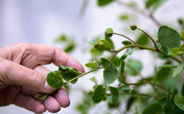 Berba kapara u Omišu