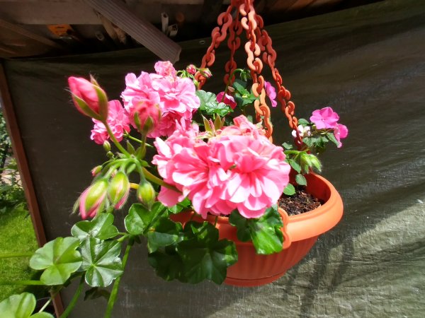 Nokia X20 primjeri fotografija