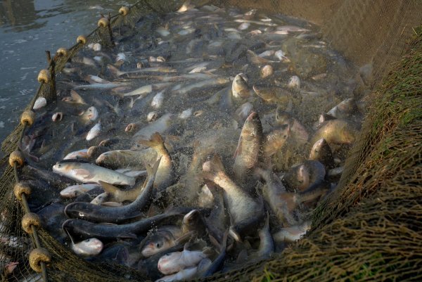 Izlov na ribnjaku Sišćani
