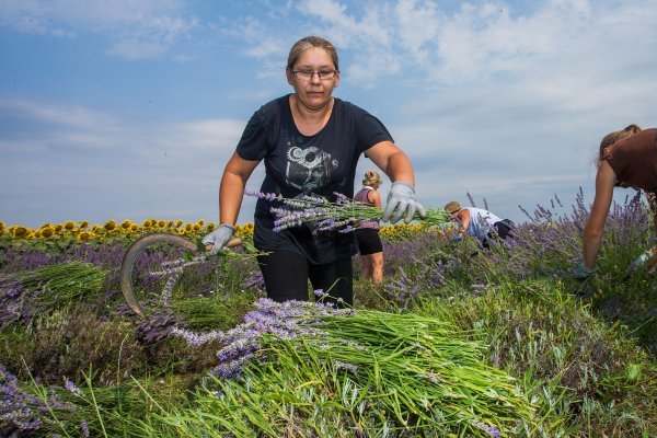 Proizvodnja lavande u Bogdanovcima kraj Vukovara