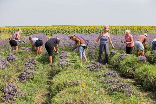 OPG Vukovarska lavanda prostire se na 14 jutara zemlje