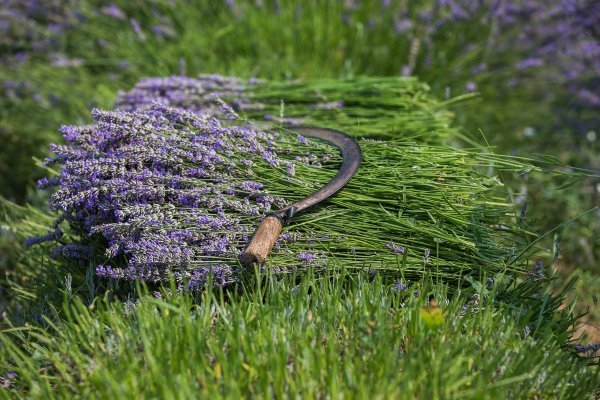 Lavanda se bere uz pomoć srpa