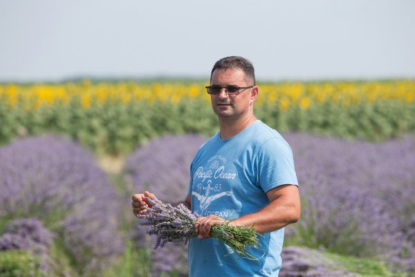 Tihomira Ćorluka kaže da su razlike između lavande u Dalmaciji i ove ovdje sitne, možda u promilima. 'To ne govorim napamet jer smo radili analize', ističe 