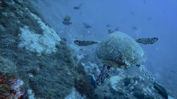 Otočje Fernando de Noronha, utočište koje treba zaštititi