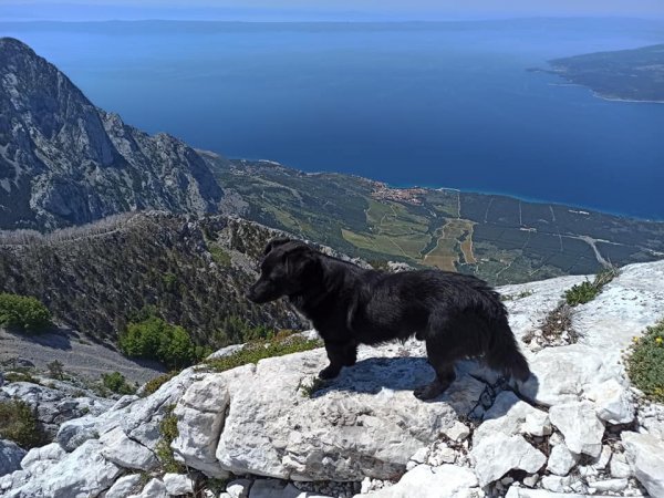 Kad je pronašao psića, bio je sklupčan, promrzao, prestrašen i ostavljen