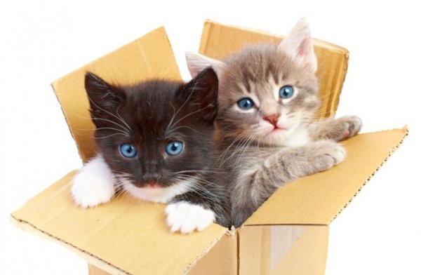 Mačke i kutije Thinkstock