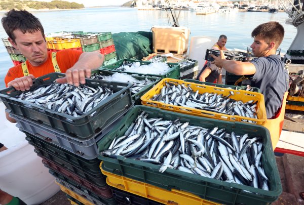 Jadransko more slanije je nego ikad. Prijeti li kolaps ribarstva?
