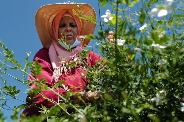 Berba i prerada jasmina
