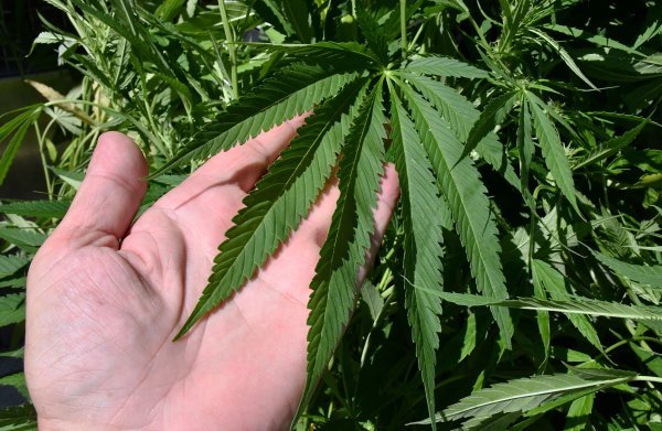 Indijska konoplja na području Nove Gradiške