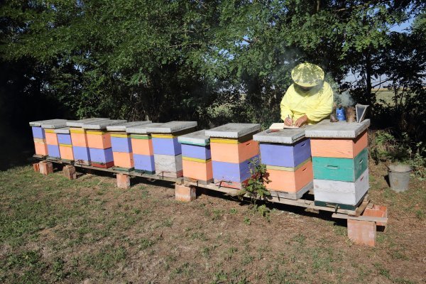 Pčelar Stanko Čuljak