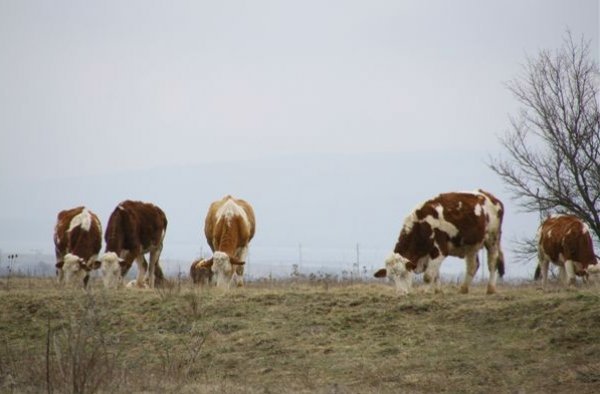 Izgladnjele krave na Krbavskom polju