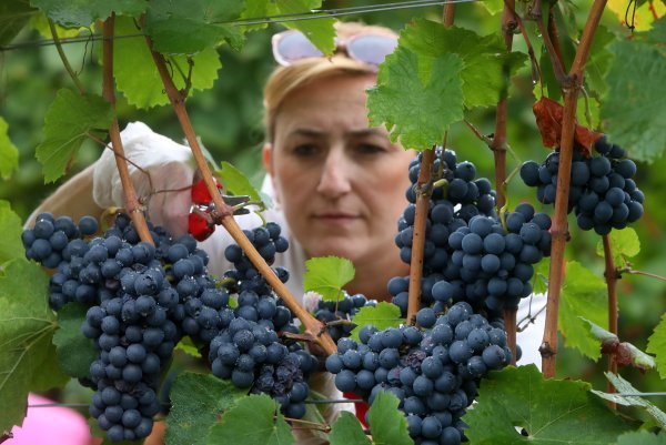 Ženska berba grožđa na imanju obitelji Šoštar u Vrhovcu kod Ozlja