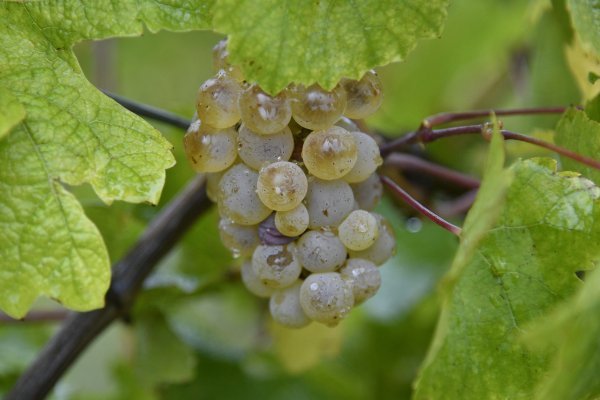 Milanović na diplomatskoj berbi
