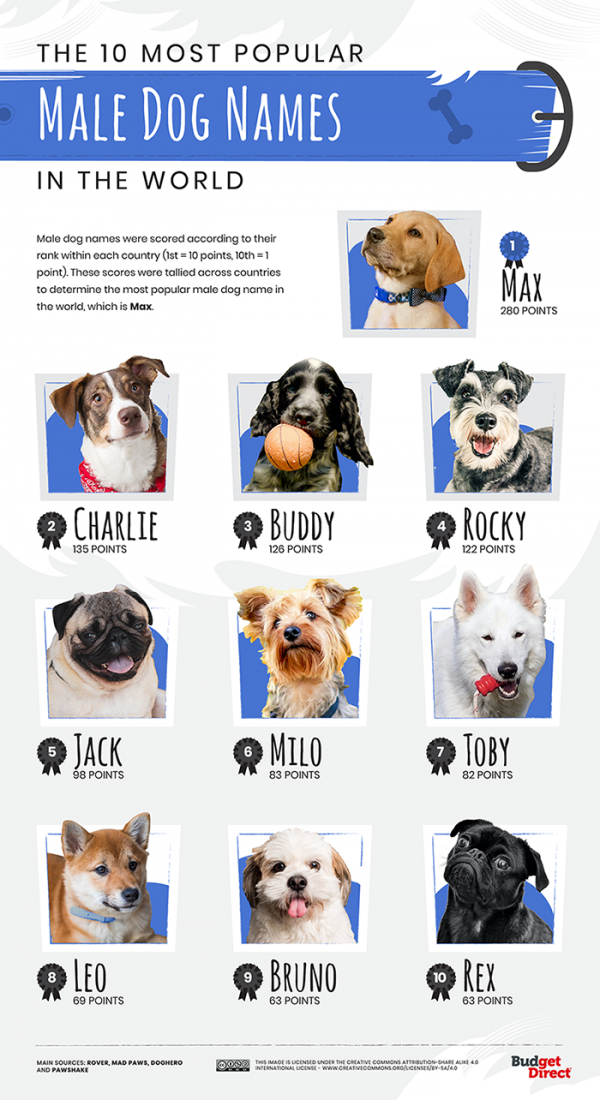 Top 10 muškjh imena za pse