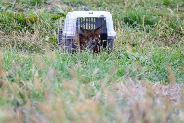 Lisica koja je prošli tjedan pronađena u bazenu s otpadnim uljem puštena je na slobodu
