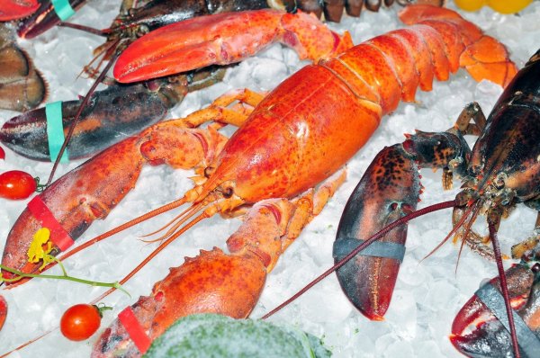 Samo na jastoge je Pentagon tijekom 2025. godine potrošio gotovo 14 milijuna dolara