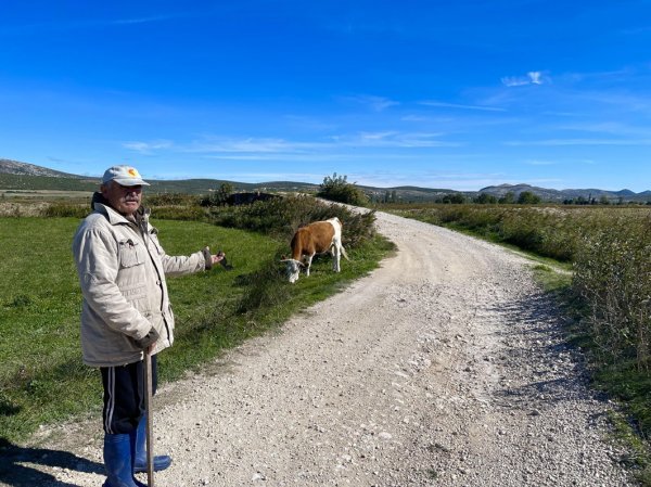 Putem smo sreli Antu iz Vrane, mještanina koji je vodio krave na ispašu