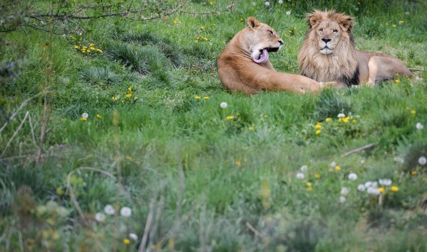 Lavovi u Zoološkom vrtu Zagreb