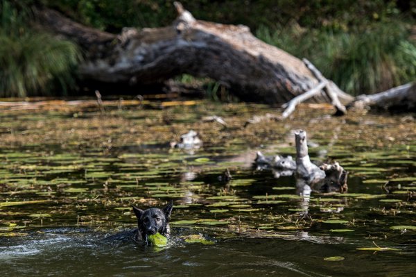 Park prirode Lobau u Austriji