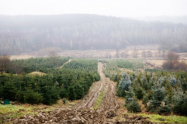 Parcela s borovima nedaleko je sela Podgarić