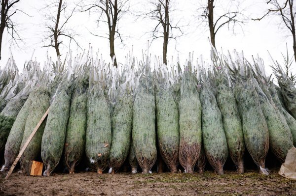 Prodaja božićnih drvaca na gradskim ulicama kreće od 18. prosinca i trajat će do Badnjaka