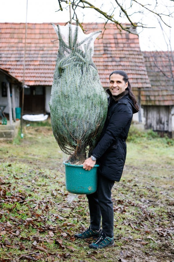 Vlasnik Operete već nekoliko godina uzgaja i prodaje božićna drvca