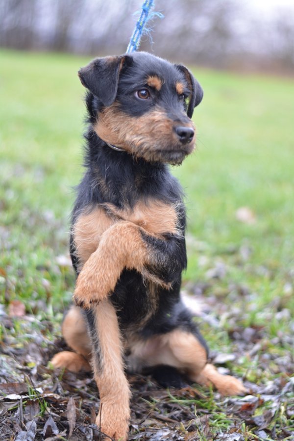 Renzo - štene križanog terijera