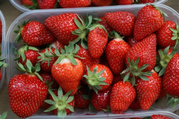 Dani jagoga u Vrgorcu_03