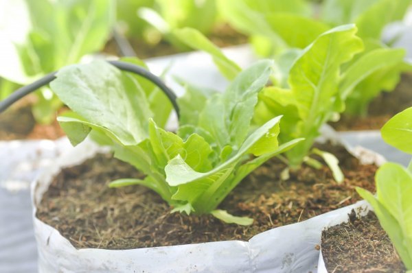 Zelena salata jedna je od prvih vrsta povrća koje možete posaditi u ranoj sezoni