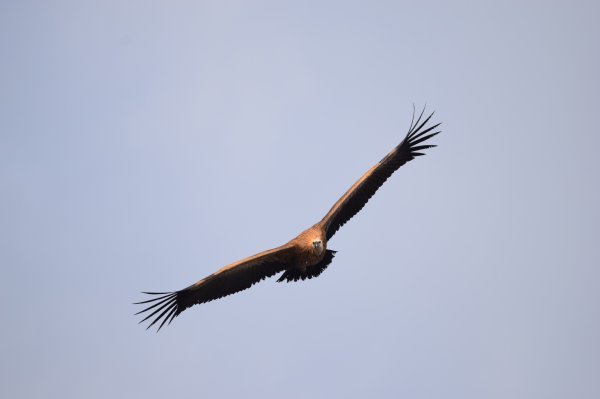 Supova duga i široka krila osobito su korisna prilikom dugotrajnih letova