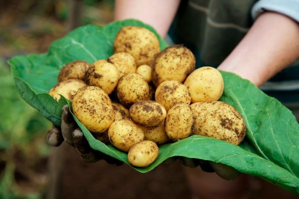 Klijanje je pokazatelj da su razine toksina previsoke i krumpir više nije siguran za konzumaciju.